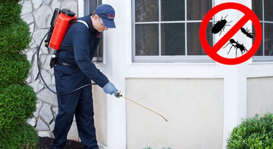 İkizce Bit İlaçlama böcek ilaçlama ve haşere kontrolü — ilaclama-tr.com